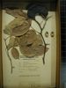 historical herbarium sample